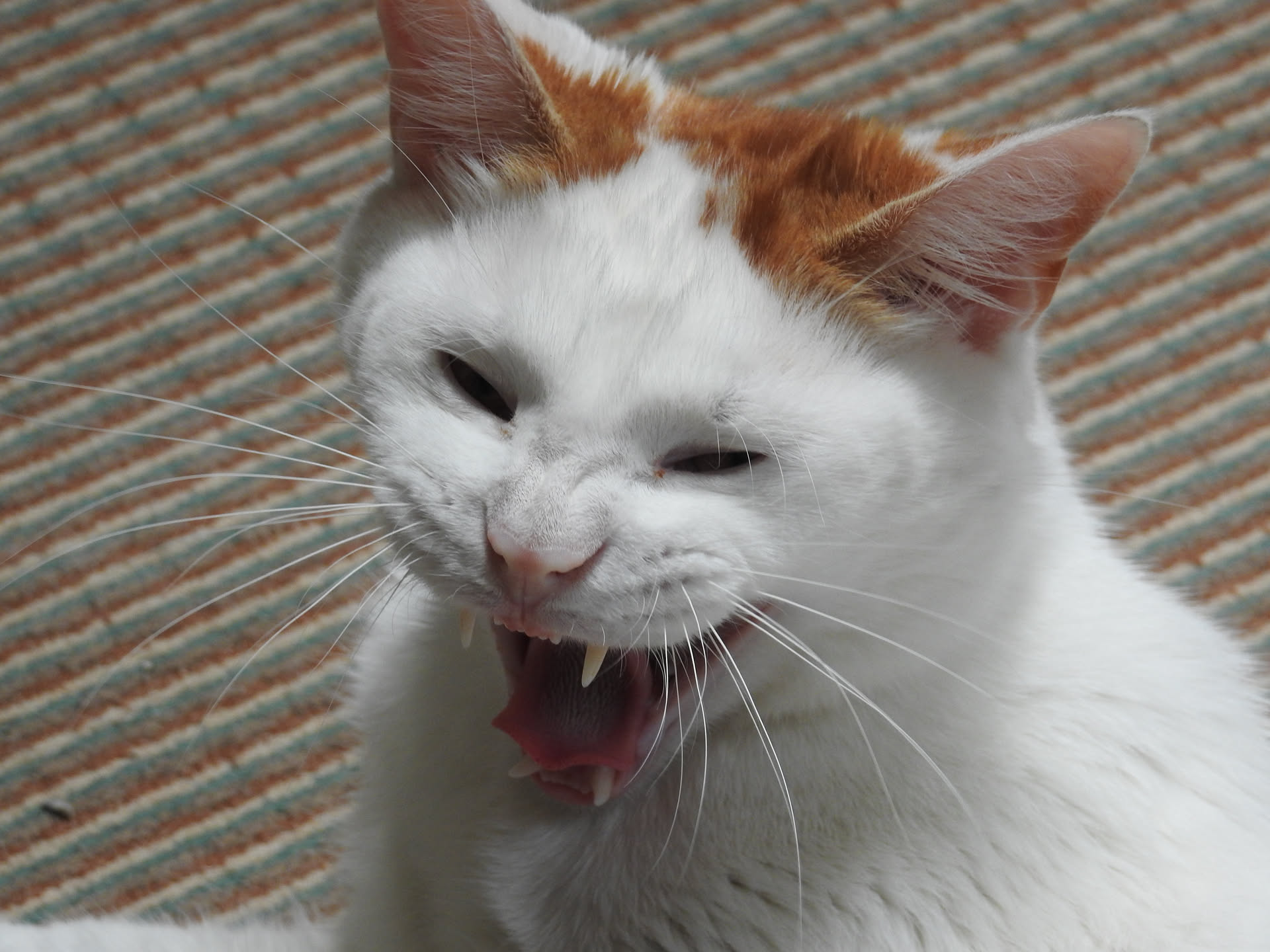 A young white male cat with ginger ears appears to be roaring fiercely... or has he just woken up?